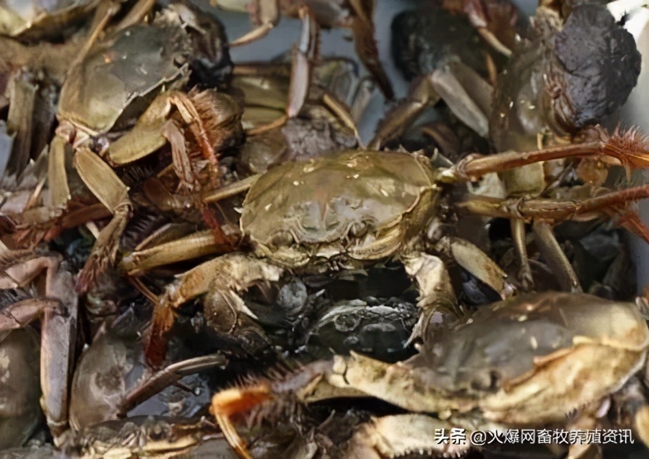 大闸蟹吃什么食物?大闸蟹养殖方法