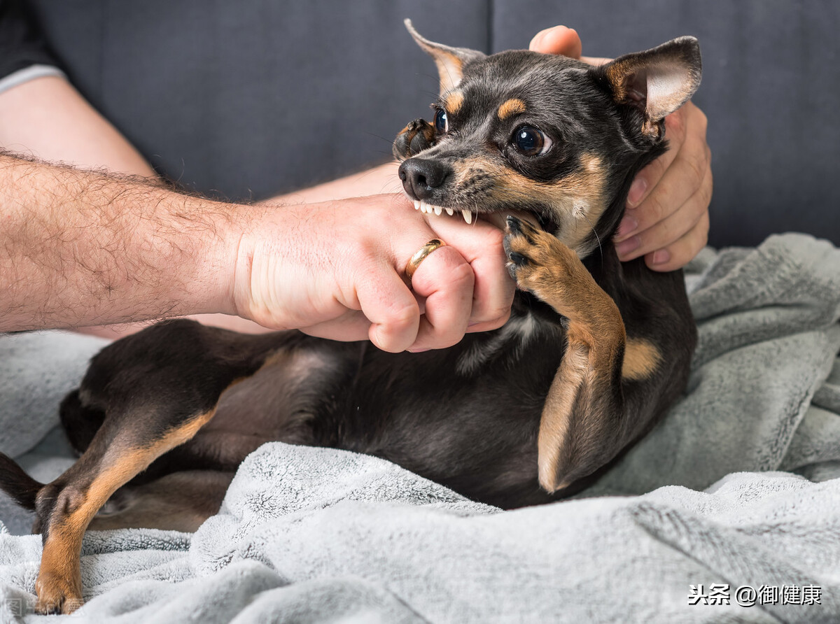 被狗咬了以后？到底该不该打1000多块钱的狂犬疫苗？