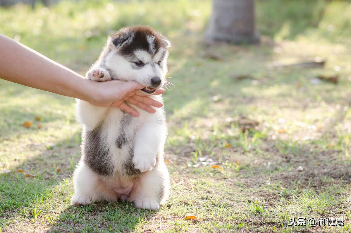 被狗咬了以后？到底该不该打1000多块钱的狂犬疫苗？