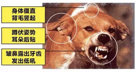 狂犬病的潜伏期是多久？