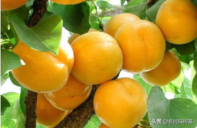 “杏”吃多了为什么会流鼻血?