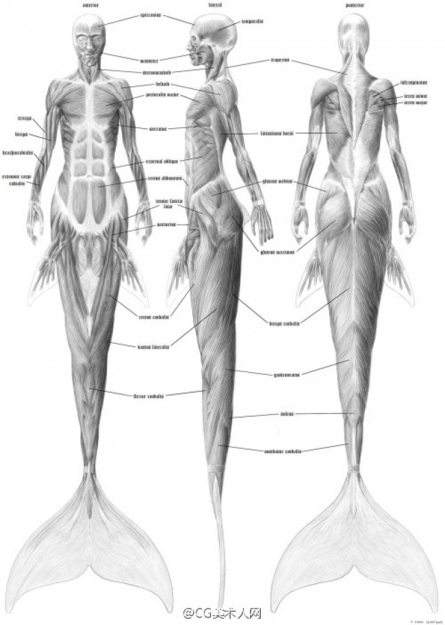 从生物角度剖析美人鱼的身体构造
