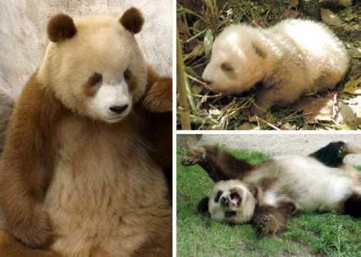 秦岭再现“新物种”，比大熊猫还稀有，全球仅此一只