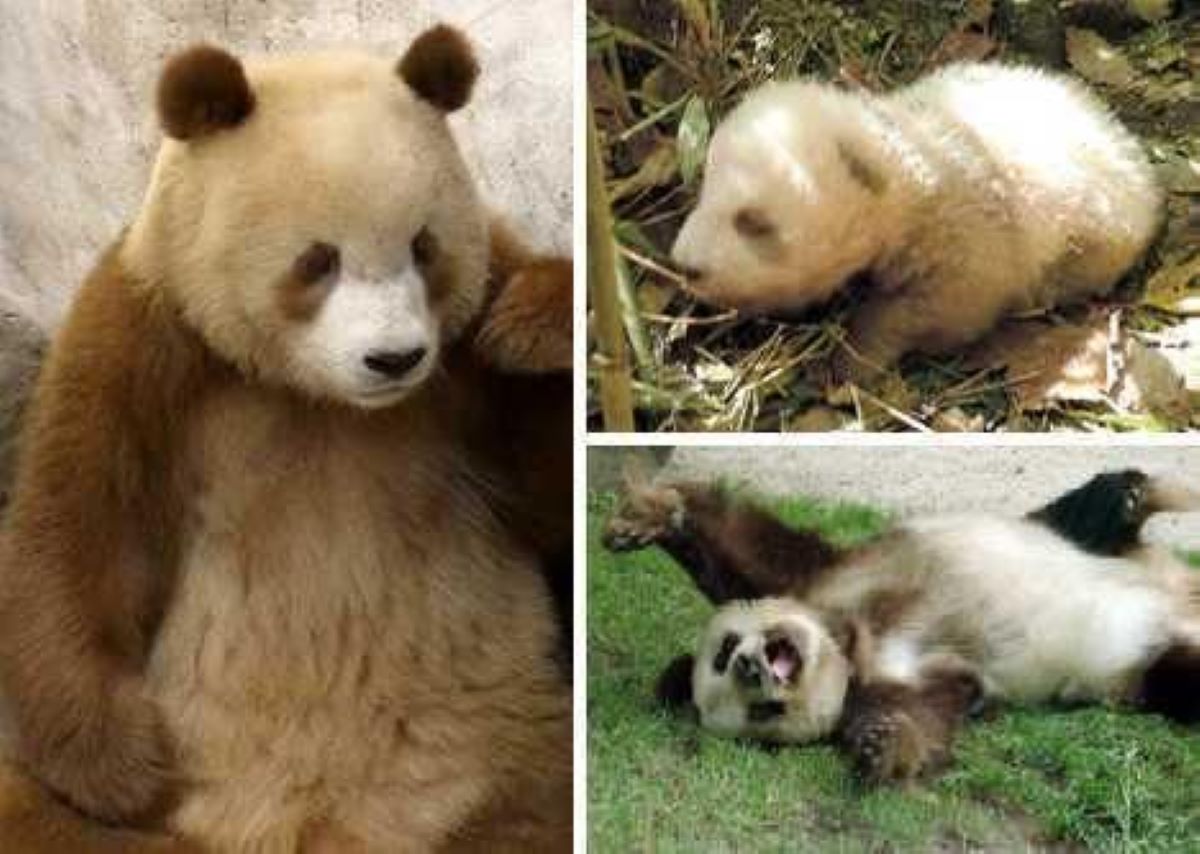 秦岭再现“新物种”,比大熊猫还稀有,全球仅此一只