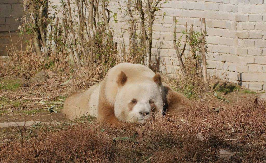 秦岭再现“新物种”,比大熊猫还稀有,全球仅此一只