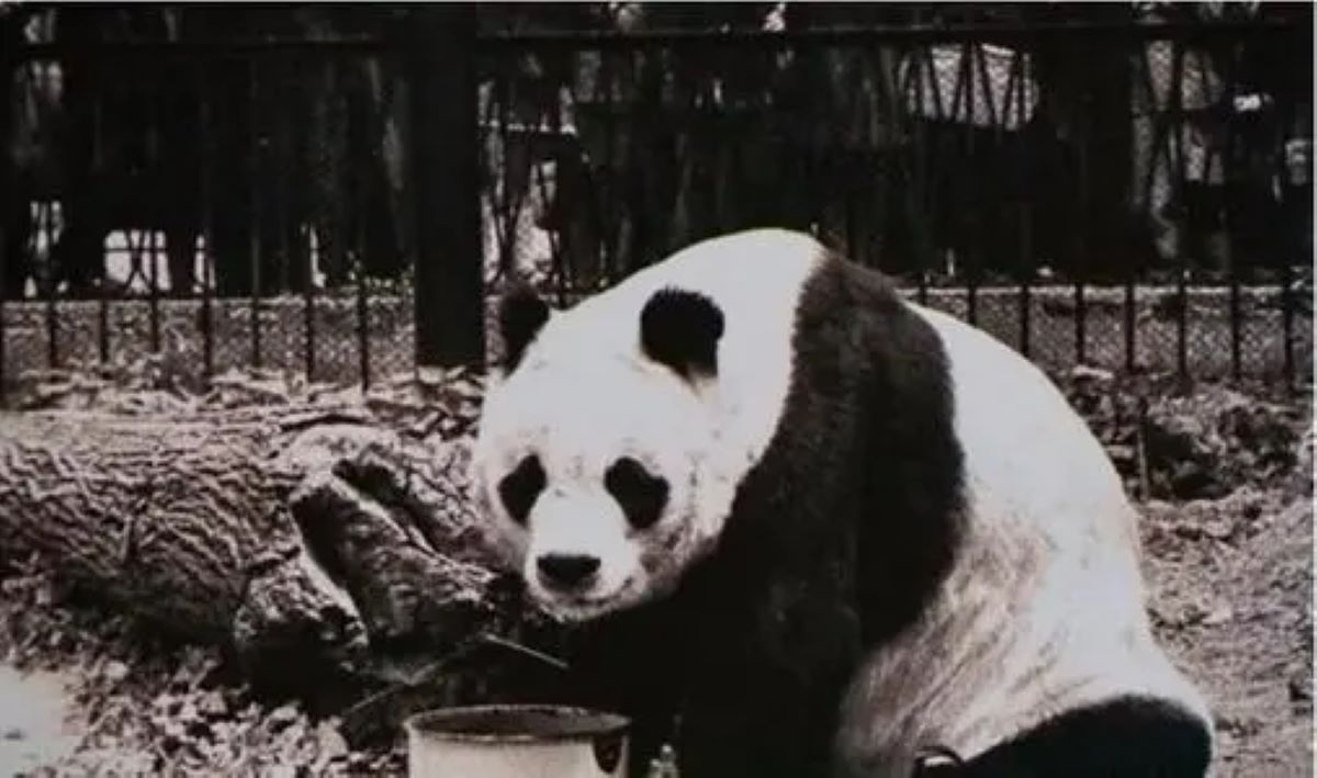 秦岭再现“新物种”,比大熊猫还稀有,全球仅此一只