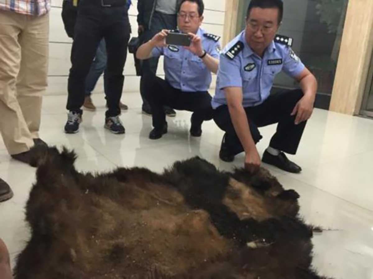 秦岭再现“新物种”,比大熊猫还稀有,全球仅此一只