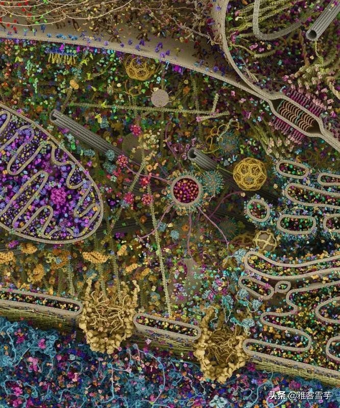 细胞就是宇宙,宇宙就是细胞?