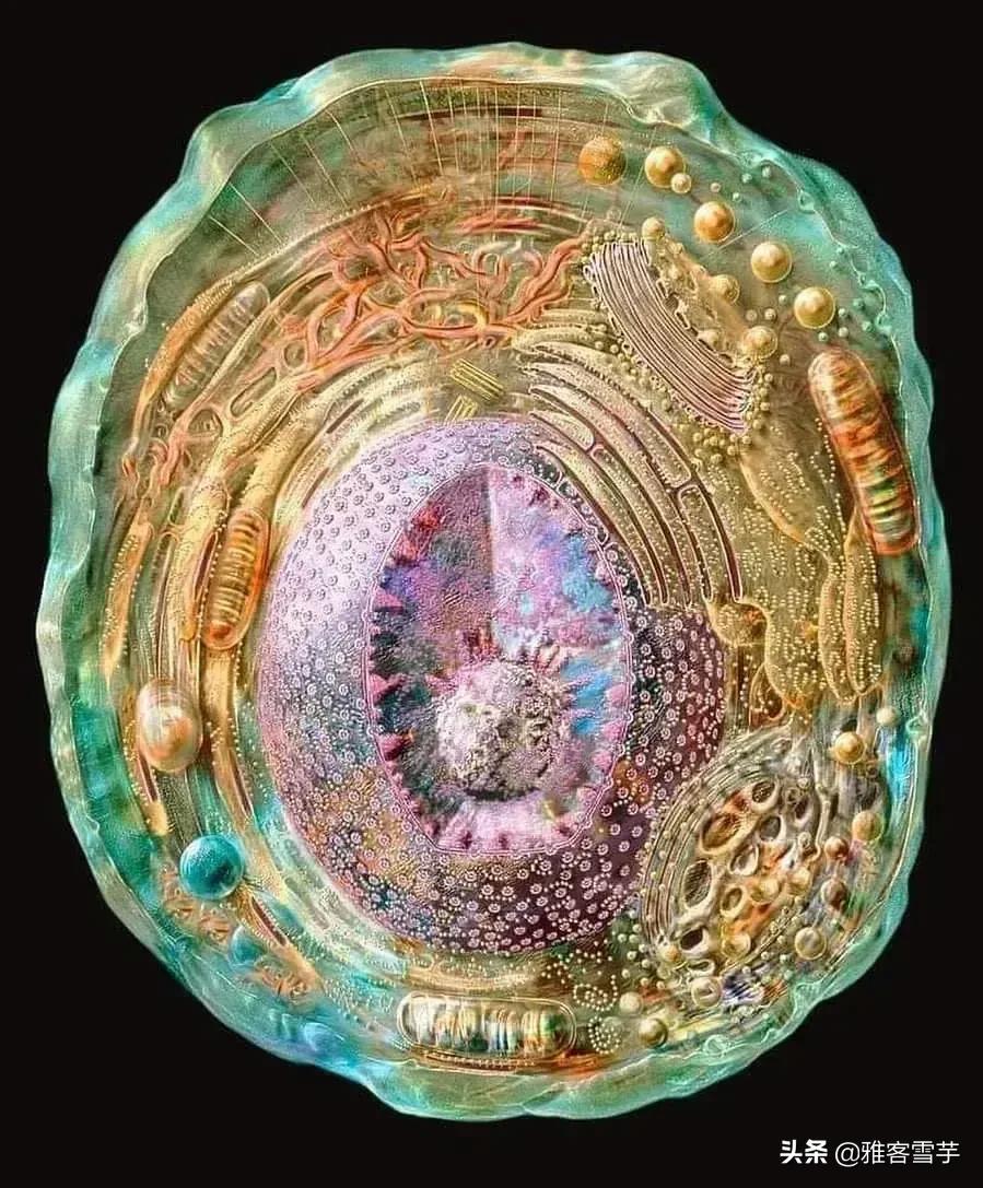 细胞就是宇宙,宇宙就是细胞?