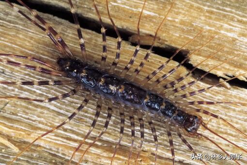 长得像蜈蚣的虫子叫什么？家里有蚰蜒怎么办？