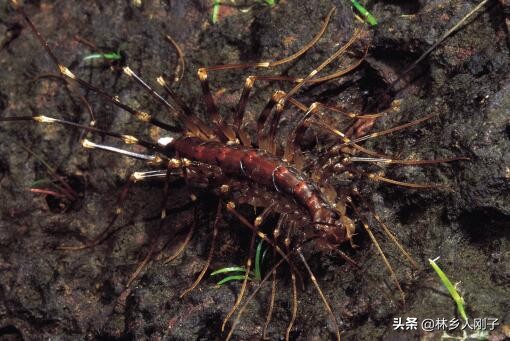 长得像蜈蚣的虫子叫什么?家里有蚰蜒怎么办?