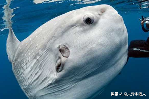 翻车鱼的死法太残忍了,渔民为什么怕翻车鱼