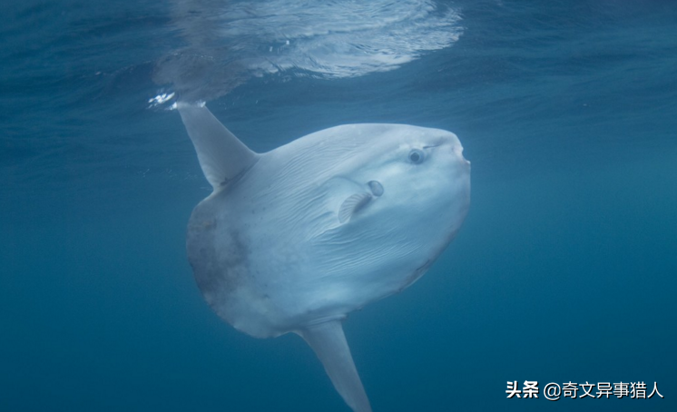 翻车鱼的死法太残忍了,渔民为什么怕翻车鱼