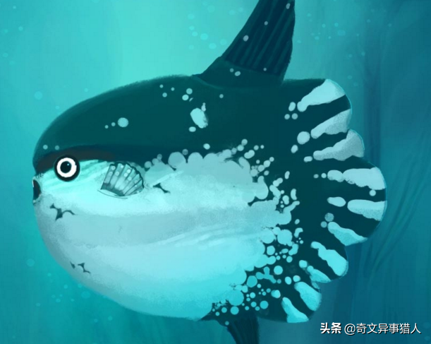 翻车鱼的死法太残忍了,渔民为什么怕翻车鱼