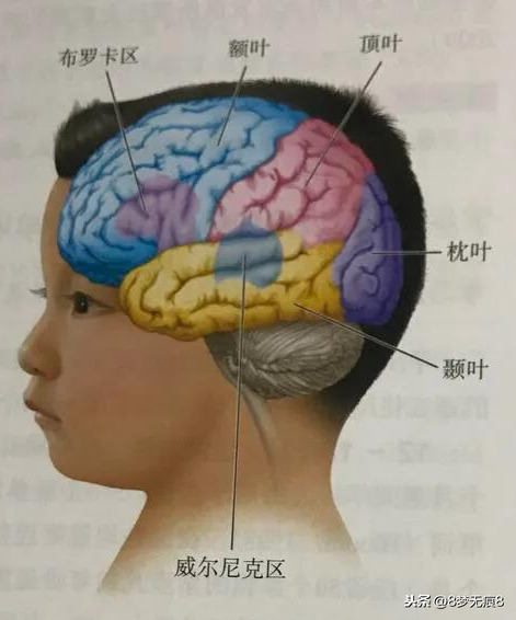 后脑分布图结构图图片