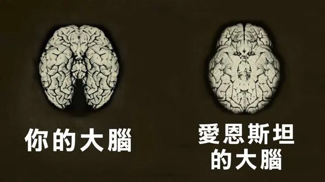 我们的大脑和爱因斯坦的大脑到底差在了哪里?