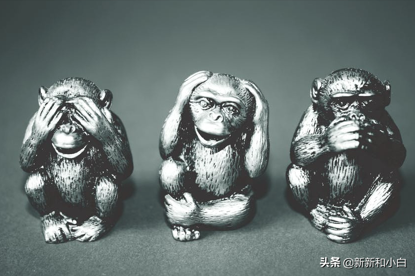 猴子到底有多傻?看完这个典故你就知道了