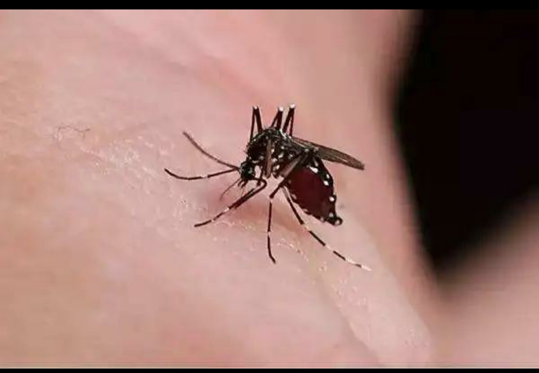 •蚊子的寿命有多长?