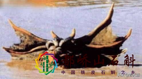 地球上的十大神秘生物