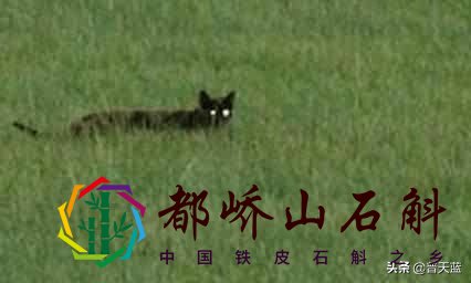 地球上的十大神秘生物