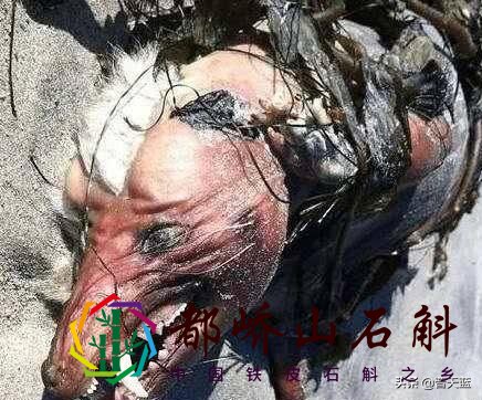 地球上的十大神秘生物