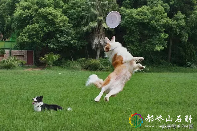 训练狗狗需要多少钱，22万你们相信吗？