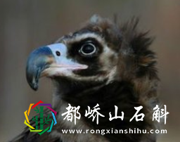 世界十大猛禽