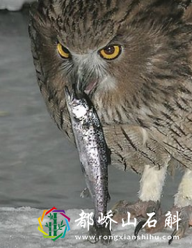 世界十大猛禽