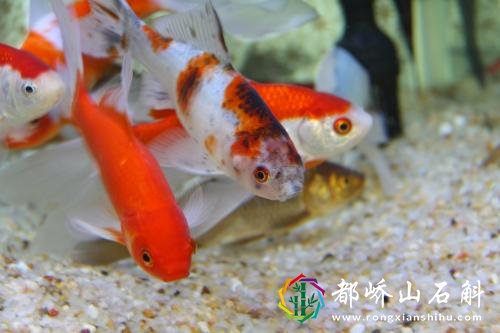 今天为你们讲解，做梦梦到鱼是什么意思？