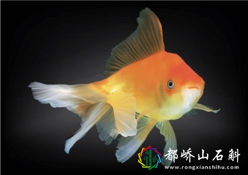 今天为你们讲解，做梦梦到鱼是什么意思？