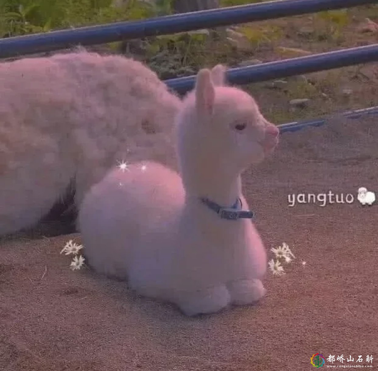 十二星座的幸运色上