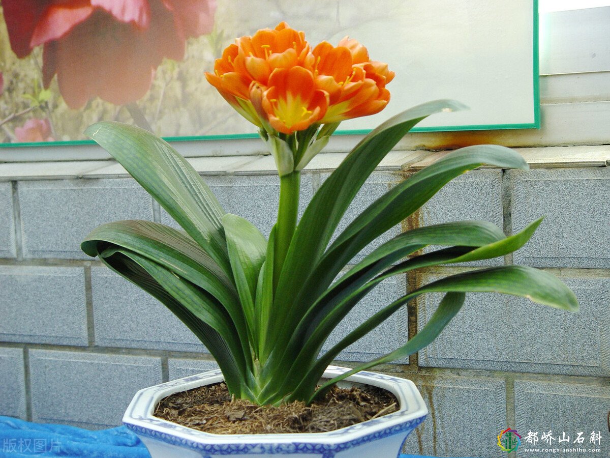 冬季可以入手的16种超级耐寒花卉品种