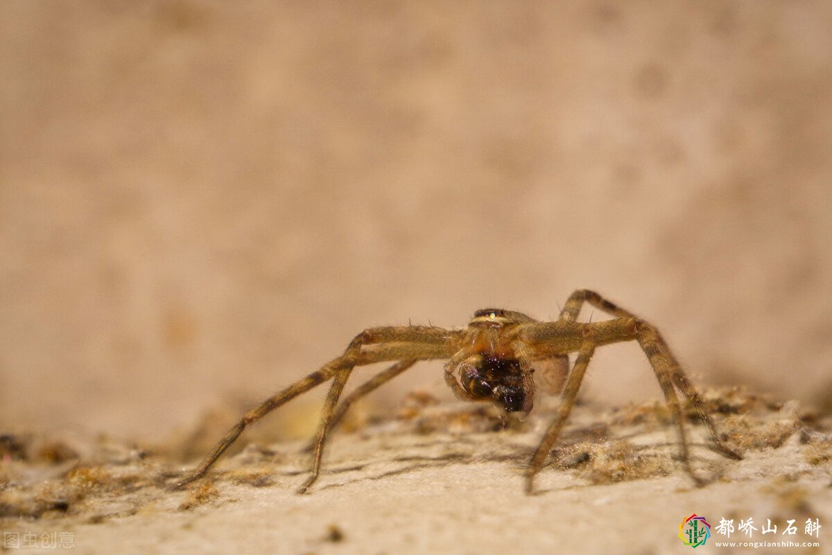室内常见的几种蜘蛛，你家有几种？我家有3种