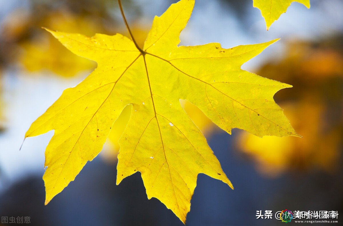 夏到秋的唯美句子 一叶知秋,还是比较喜欢秋天的景色
