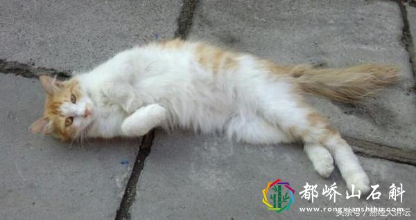 家里养猫养狗养乌龟,对家宅风水的影响