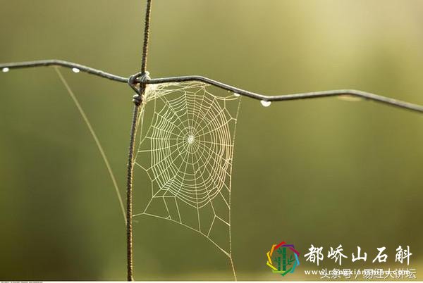 家里养猫养狗养乌龟,对家宅风水的影响
