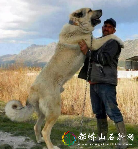 大型犬有哪些品种图片