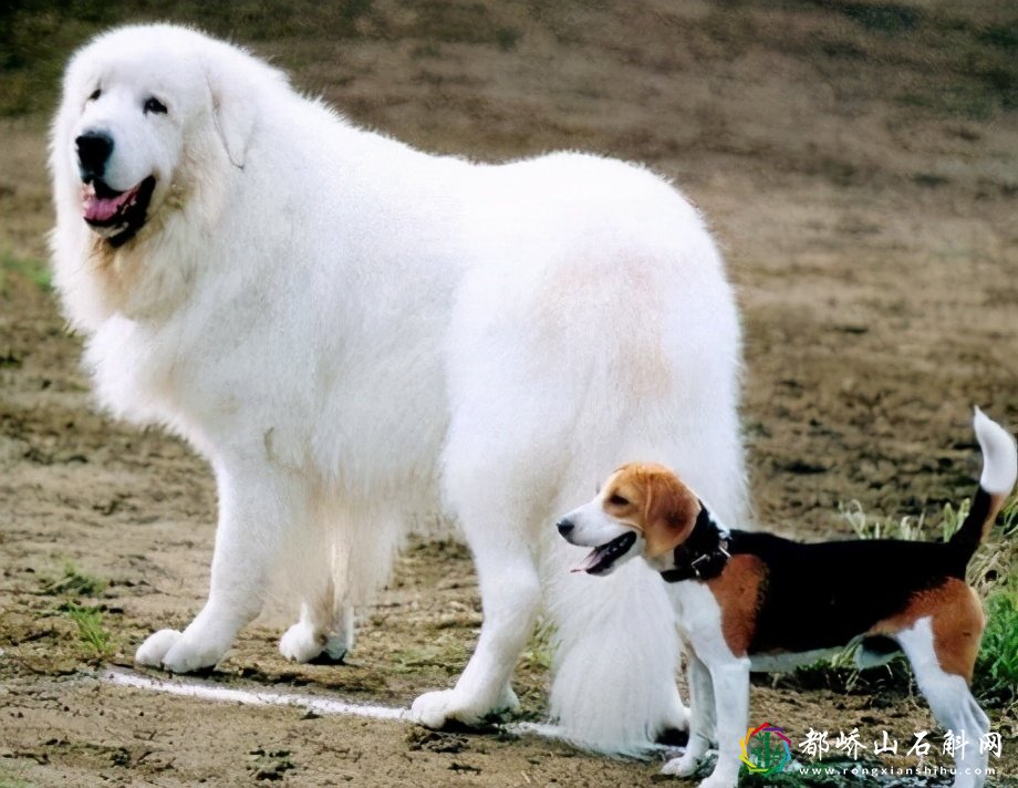 大型犬有哪些品种图片