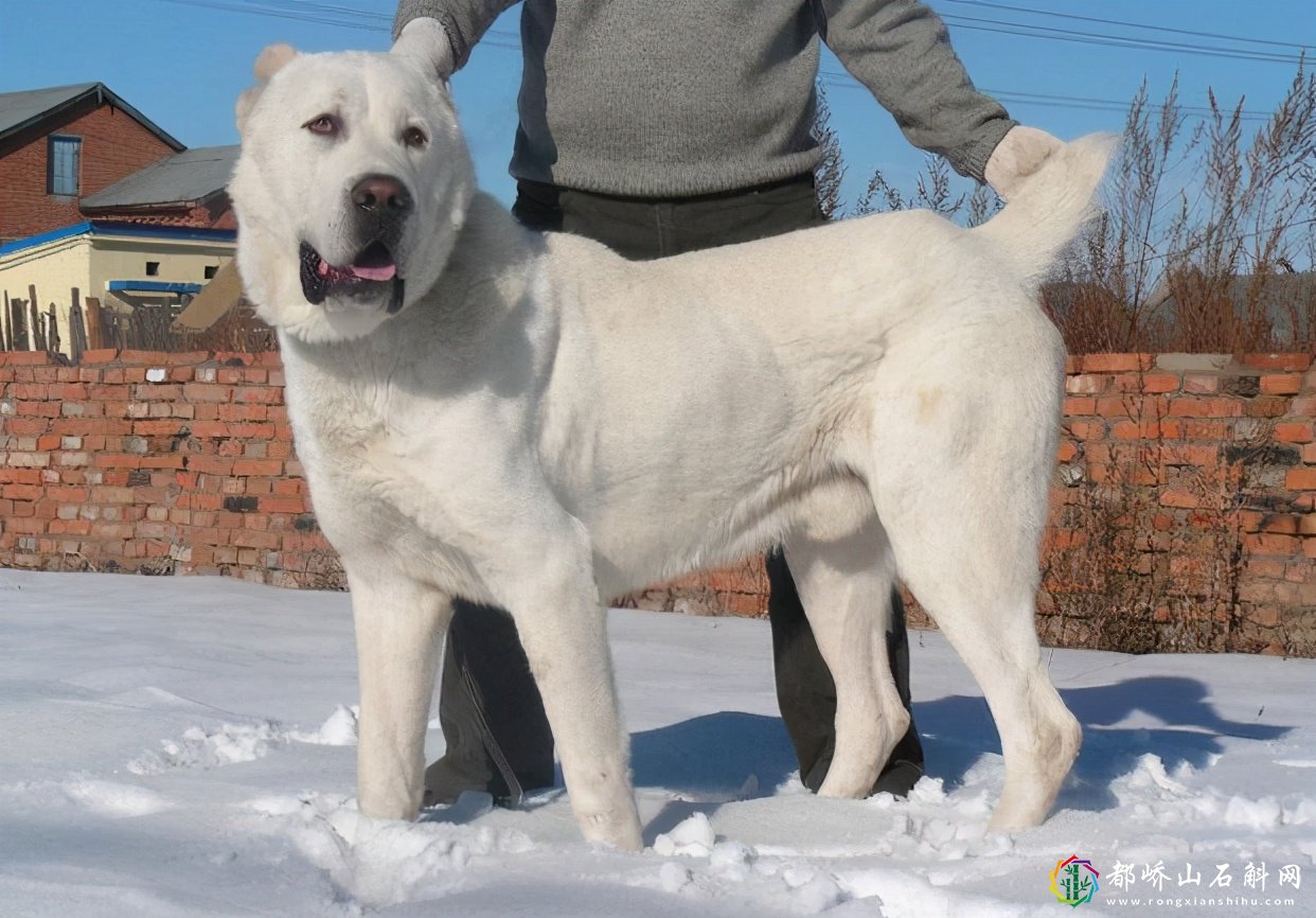 大型犬有哪些品种图片