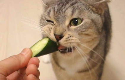 猫吃黄瓜能生吃吗1