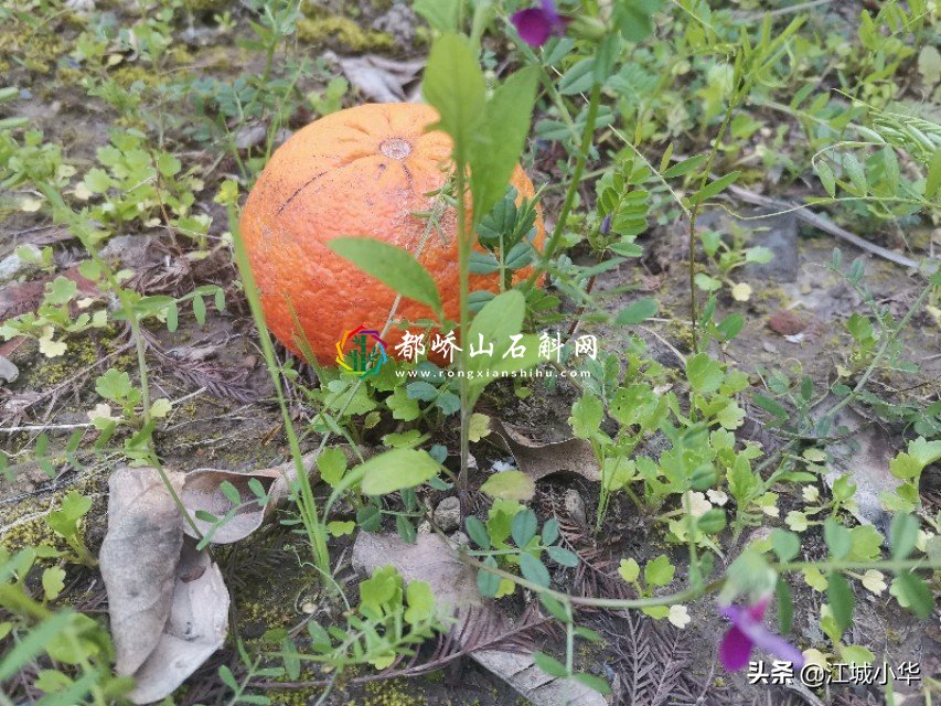 干了的苹果渍怎么去除【水果渍用什么可以洗掉】