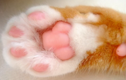 猫咪脚垫热是什么原因1