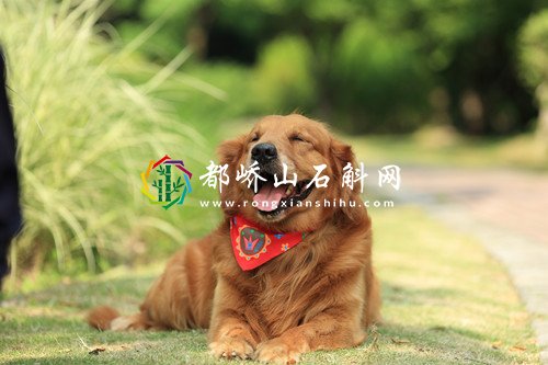狗狗喜欢靠近有灵气的人【狗狗喜欢和主人睡在一起】
