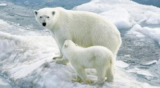 科学家预测80年后北极或将看不到北极熊(科学家预测80年后北极或将看不到北极熊)
