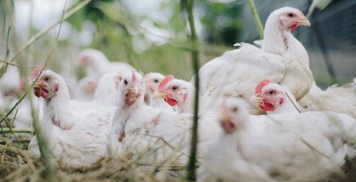 中国一年吃掉近50亿只白羽肉鸡(中国一年要吃掉多少猪)