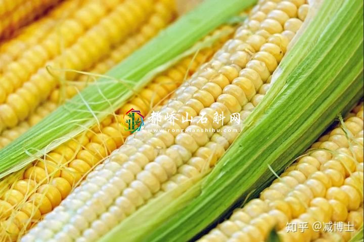 减肥主食用什么代替米饭