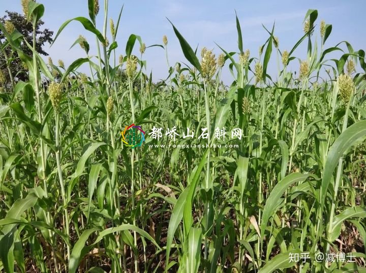 减肥主食用什么代替米饭