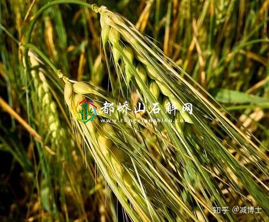 减肥主食用什么代替米饭