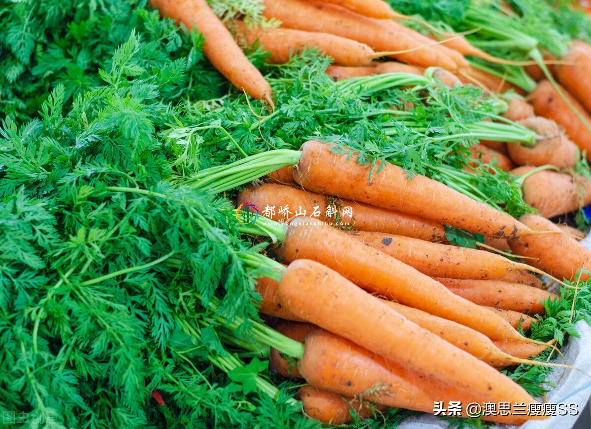 热量最低的食物有哪些