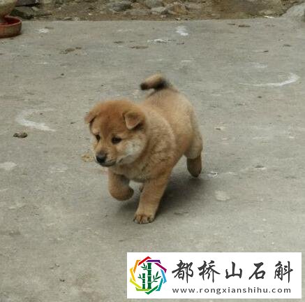 中华田园犬多少钱一只